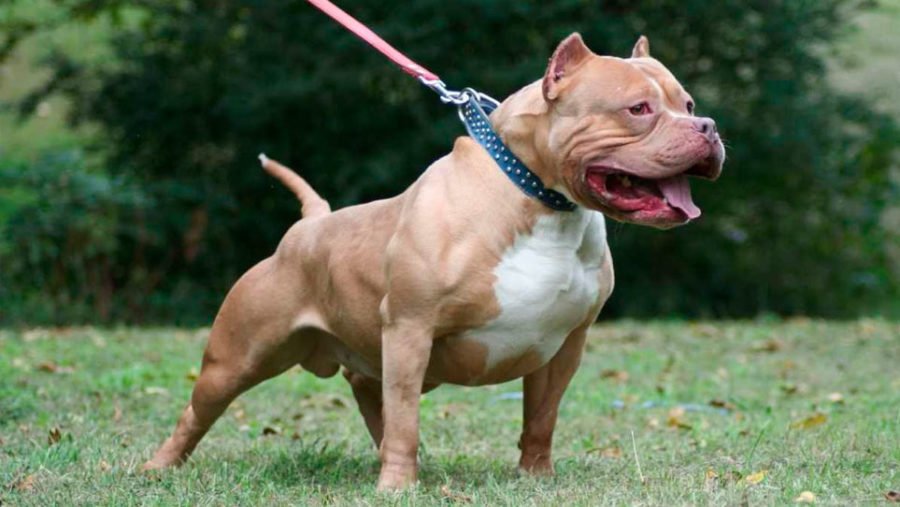 Menor de idade que foi atacado por pitbull